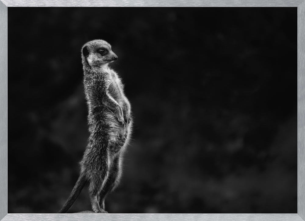 The meerkat Poster