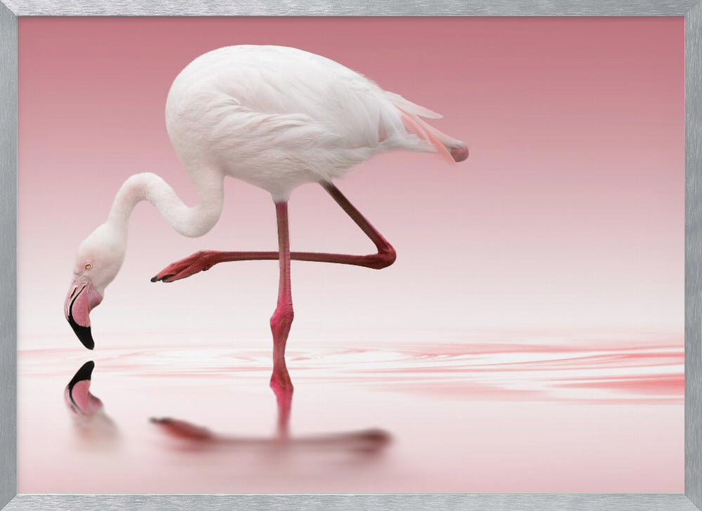 Flamingo Poster