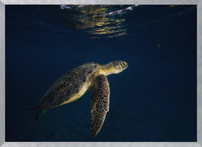 Green turtle Poster