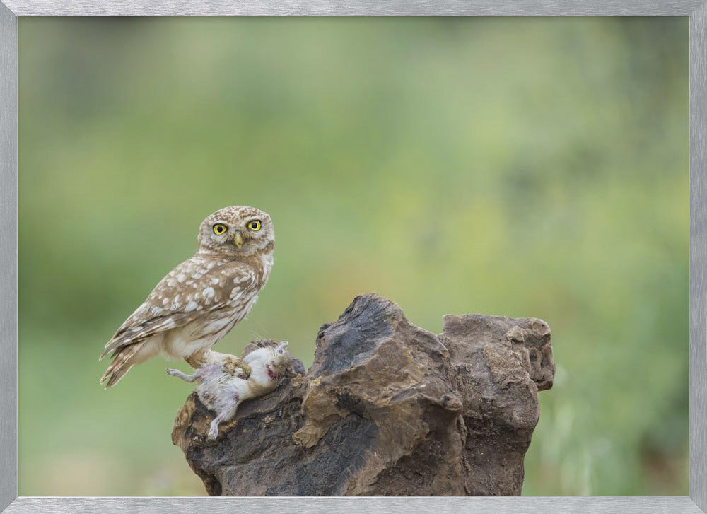 Little Owl Poster