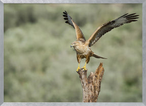 Long Legged Buzzard Poster