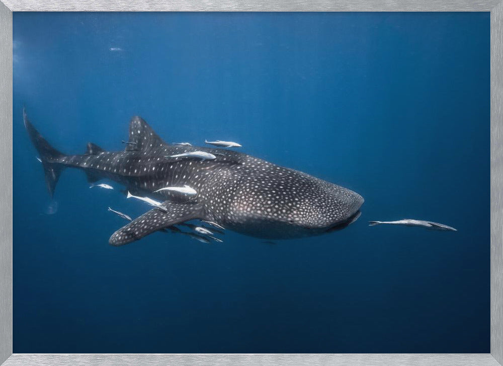 Whale shark Poster