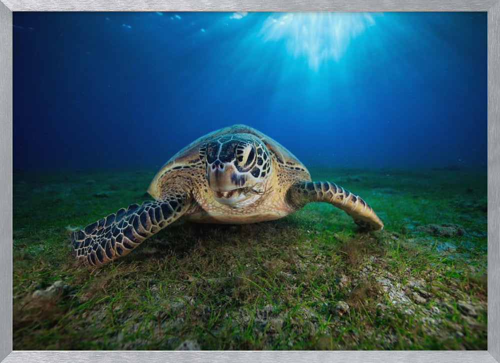 Green turtle Poster