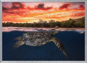 Green turtle and fire sky! Poster