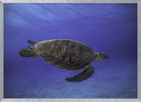 Green turtle in the blue Poster