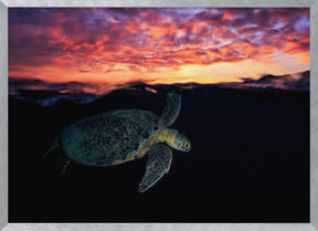 Sunset turtle Poster