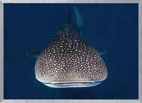 Whale Shark Poster