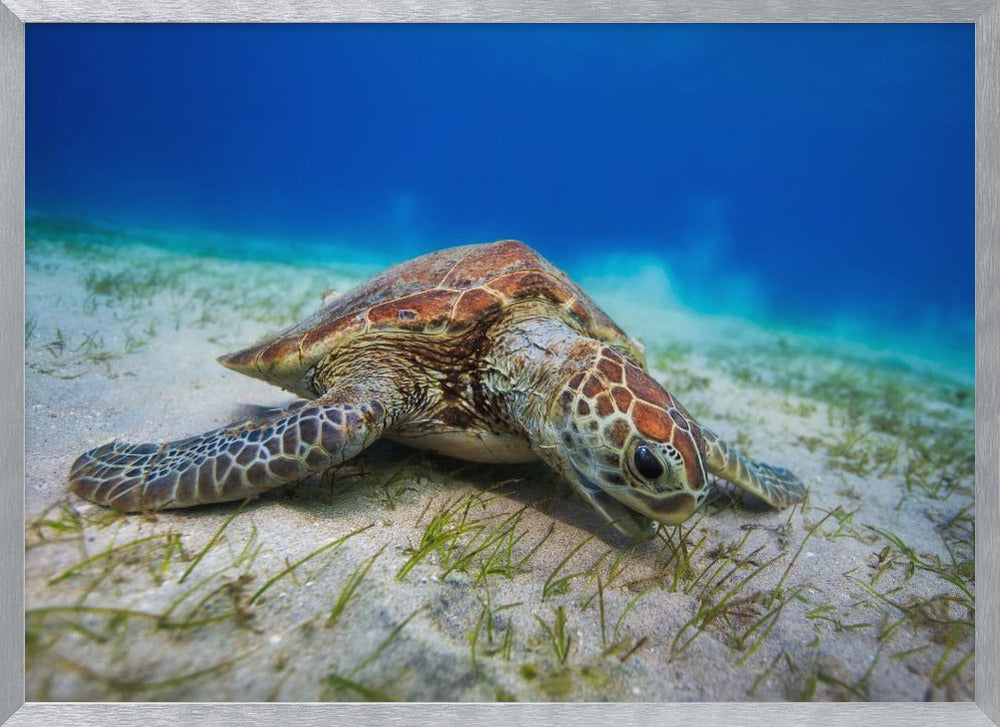 Green turtle Poster