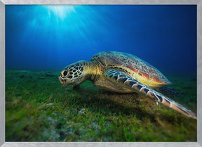 Green turtle Poster