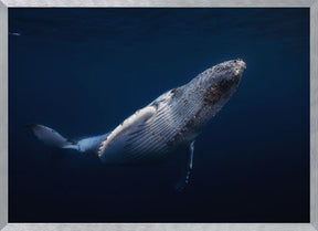 Humpback Whale Poster