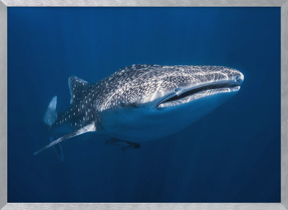 Whale Shark Poster