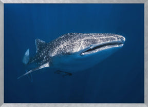 Whale Shark Poster