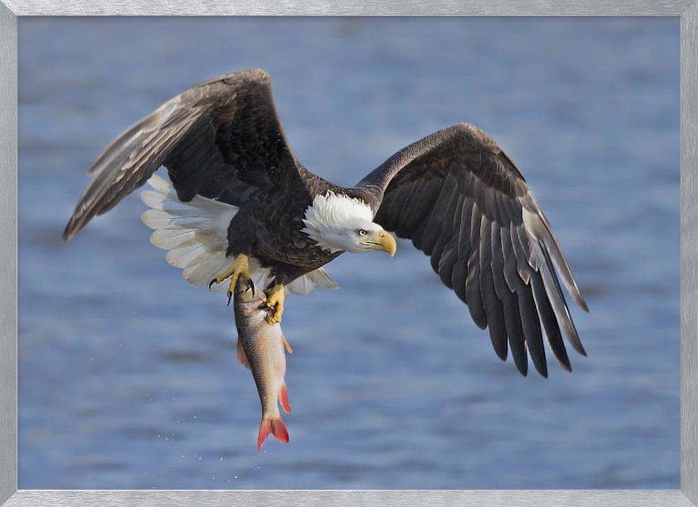 Bald Eagle Catching a Big Fish Poster