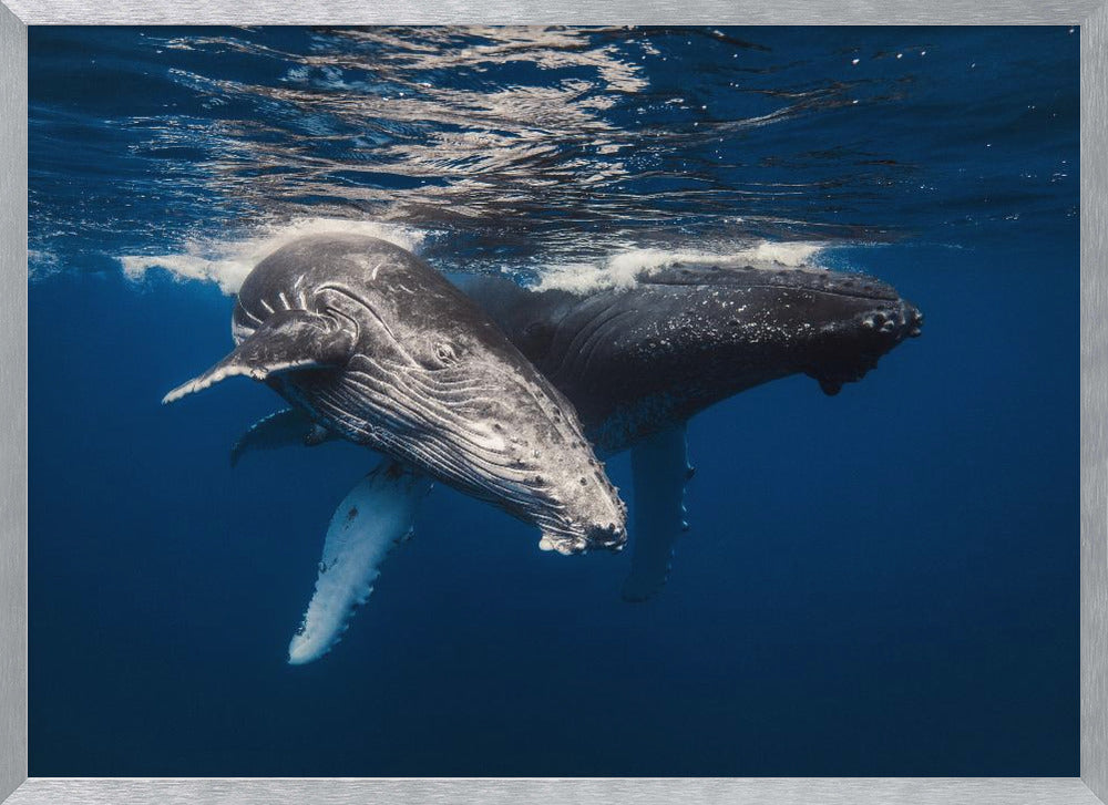 Humpback Whale family! Poster