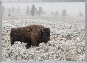 Late Fall Yellowstone Poster