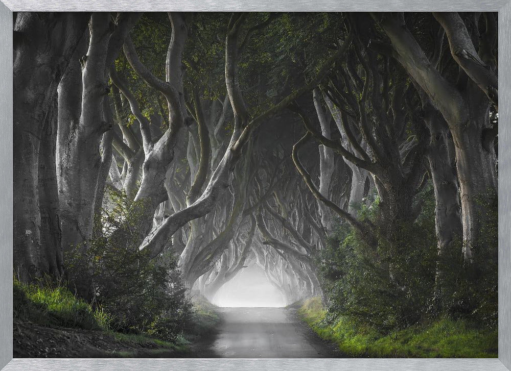 DARK HEDGES Poster