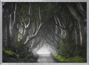 DARK HEDGES Poster