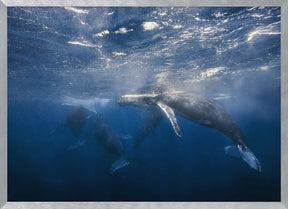 Humpback Whale Poster