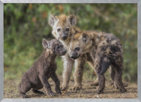 Baby Hyena Poster