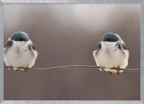 Birds on a wire Poster