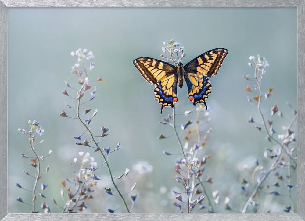 Swallowtail beauty Poster