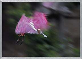 Roseate Spoonbill in Motion Poster