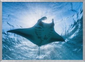 Manta ray Poster