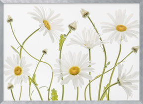 Ox eye Daisies Poster