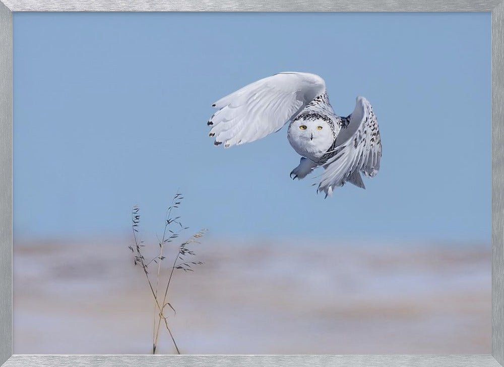 Snowy Owl Poster