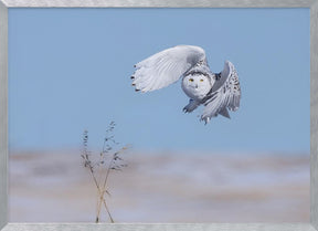 Snowy Owl Poster