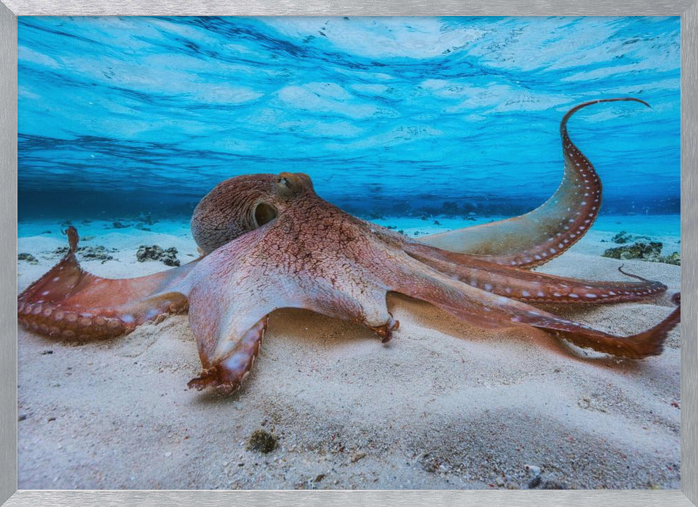 Octopus Poster