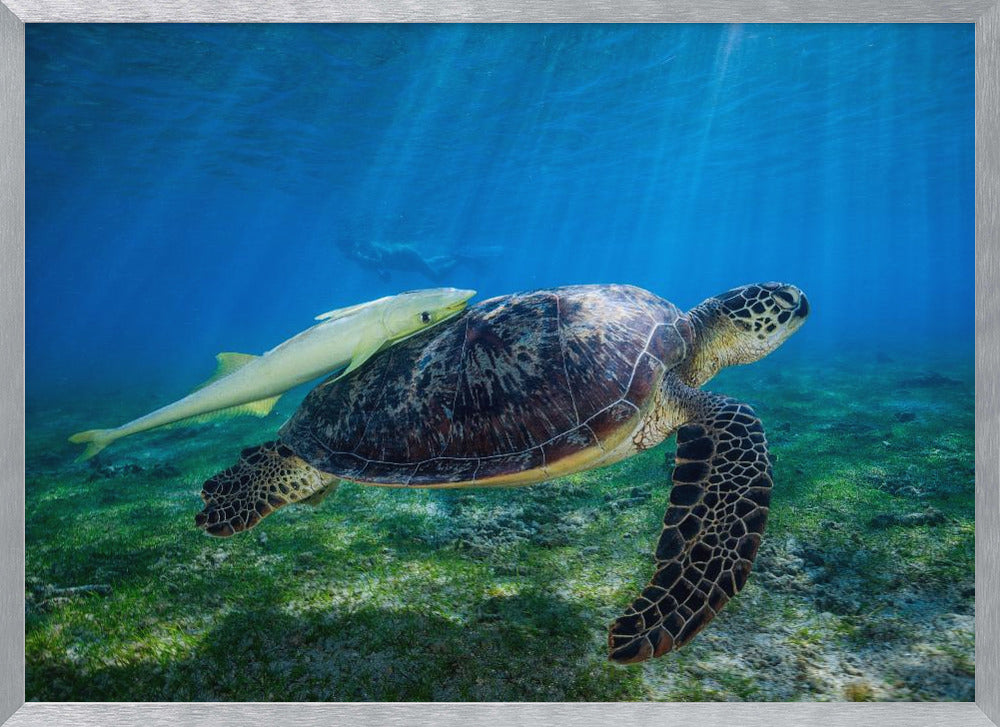 Sea Turtle Poster