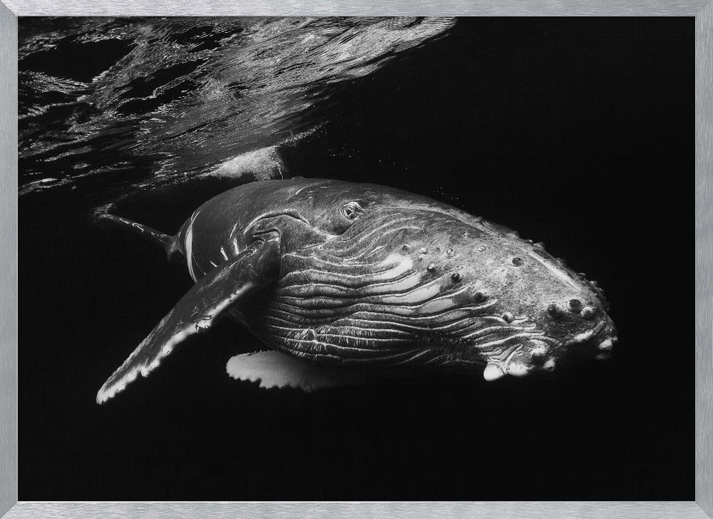 Humpback Whale calf Poster