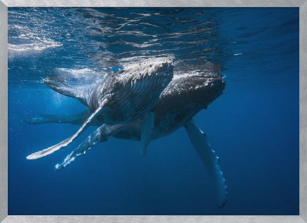 Humpback whale Poster