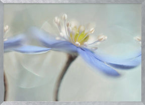 Dancing anemones Poster