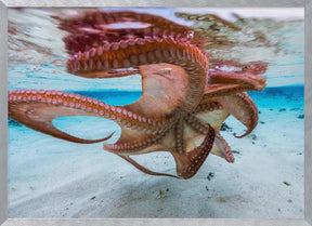 The octopus underside Poster