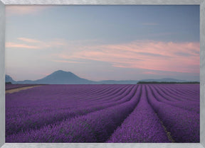 Lavender field Poster