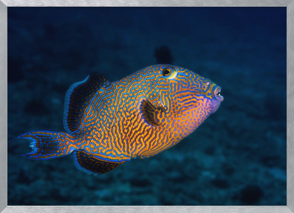 Blue triggerfish Poster