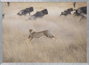 Cheetah Hunting Poster