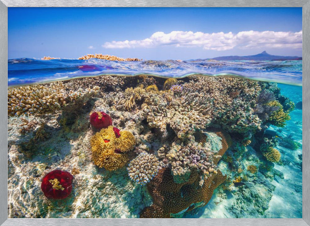 Mayotte : The Reef Poster