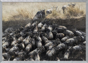 Wildebeests in Crossing Poster