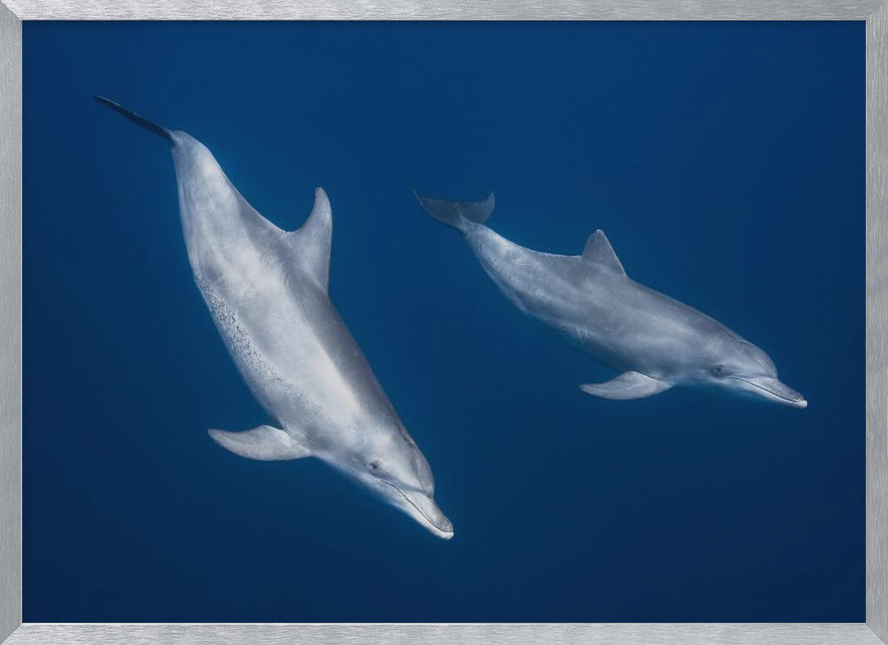 Bottlenose dolphins Poster