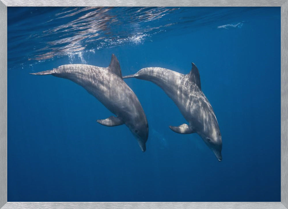 Two bottlenose dolphins Poster