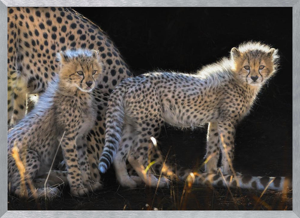 Baby Cheetahs Poster