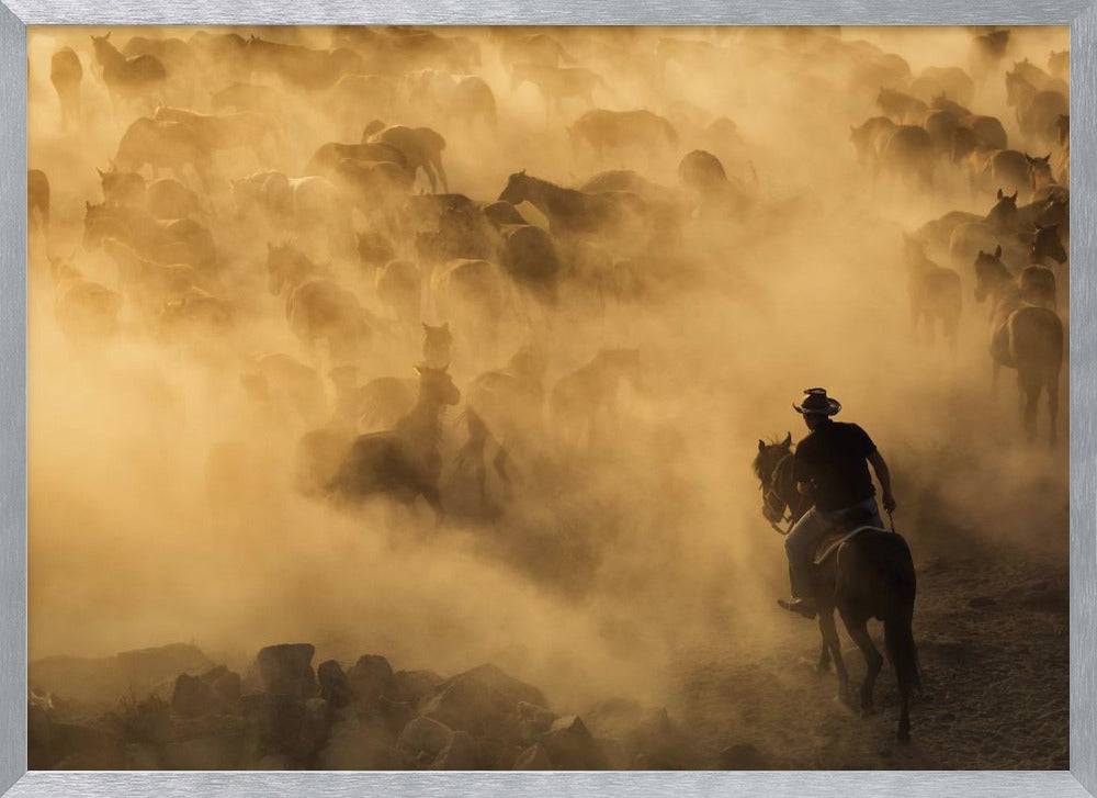 Cappadocia wild horses Poster