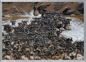 Wildebeests Crossing River Poster