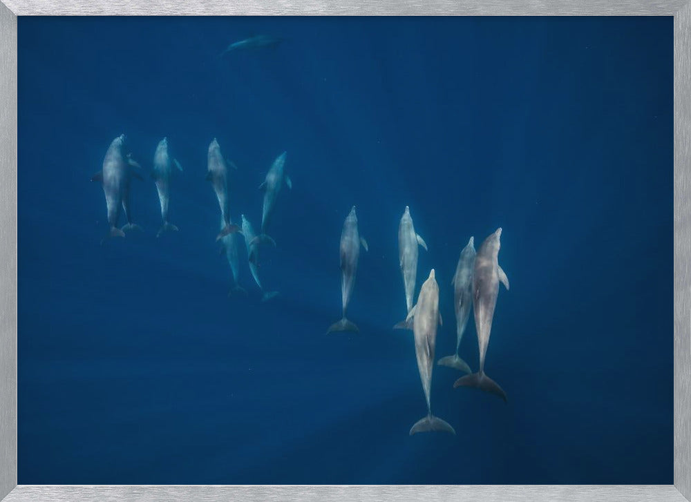 Dolphin group Poster