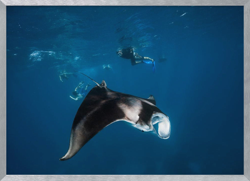 Manta ray! Poster