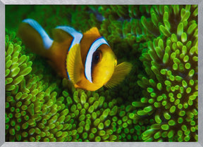 Yellow clownfish on green anemon Poster