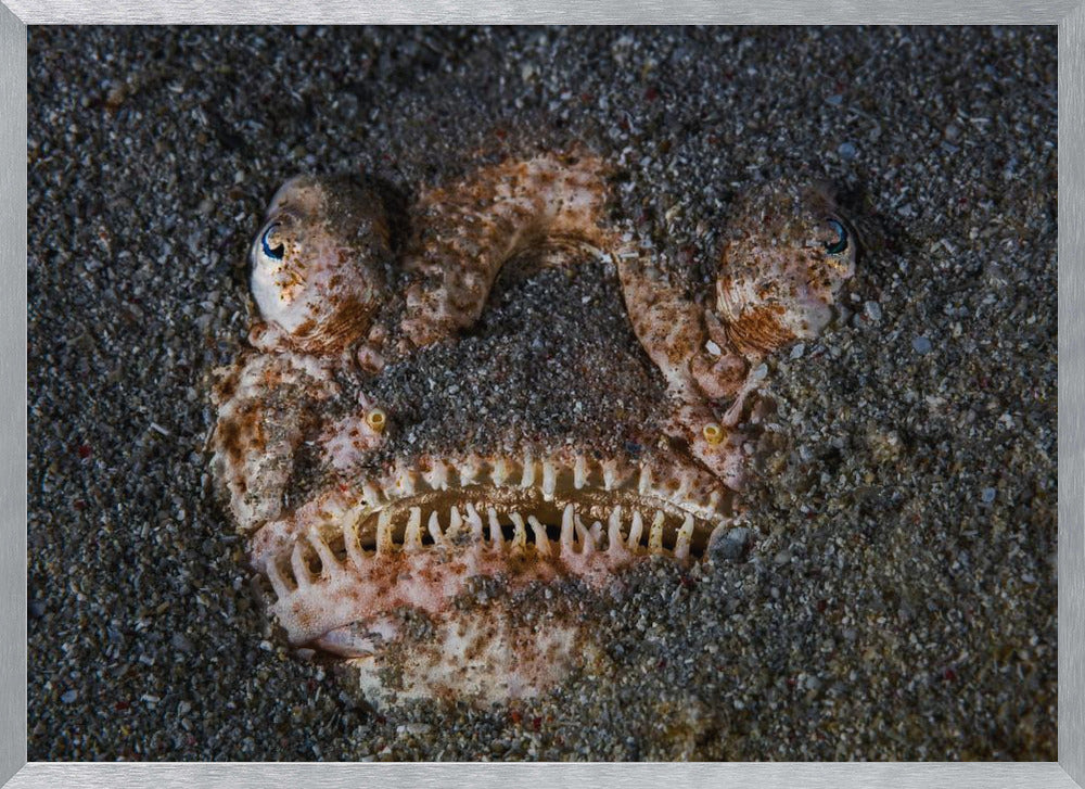 Atlantic stargazer!!! Poster